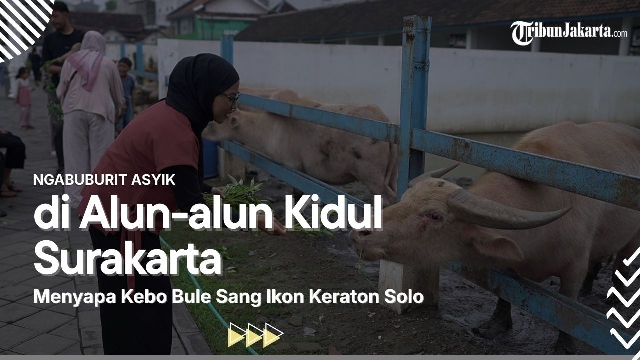 NGABUBURIT ASYIK l Ngabuburit bareng Kebo Bule, Hewan Sakral Keraton Kasunanan