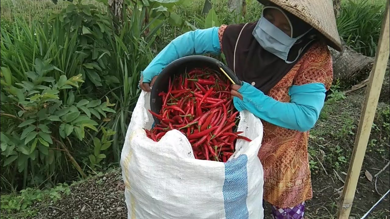 Panen cabe baja tanpa rempel