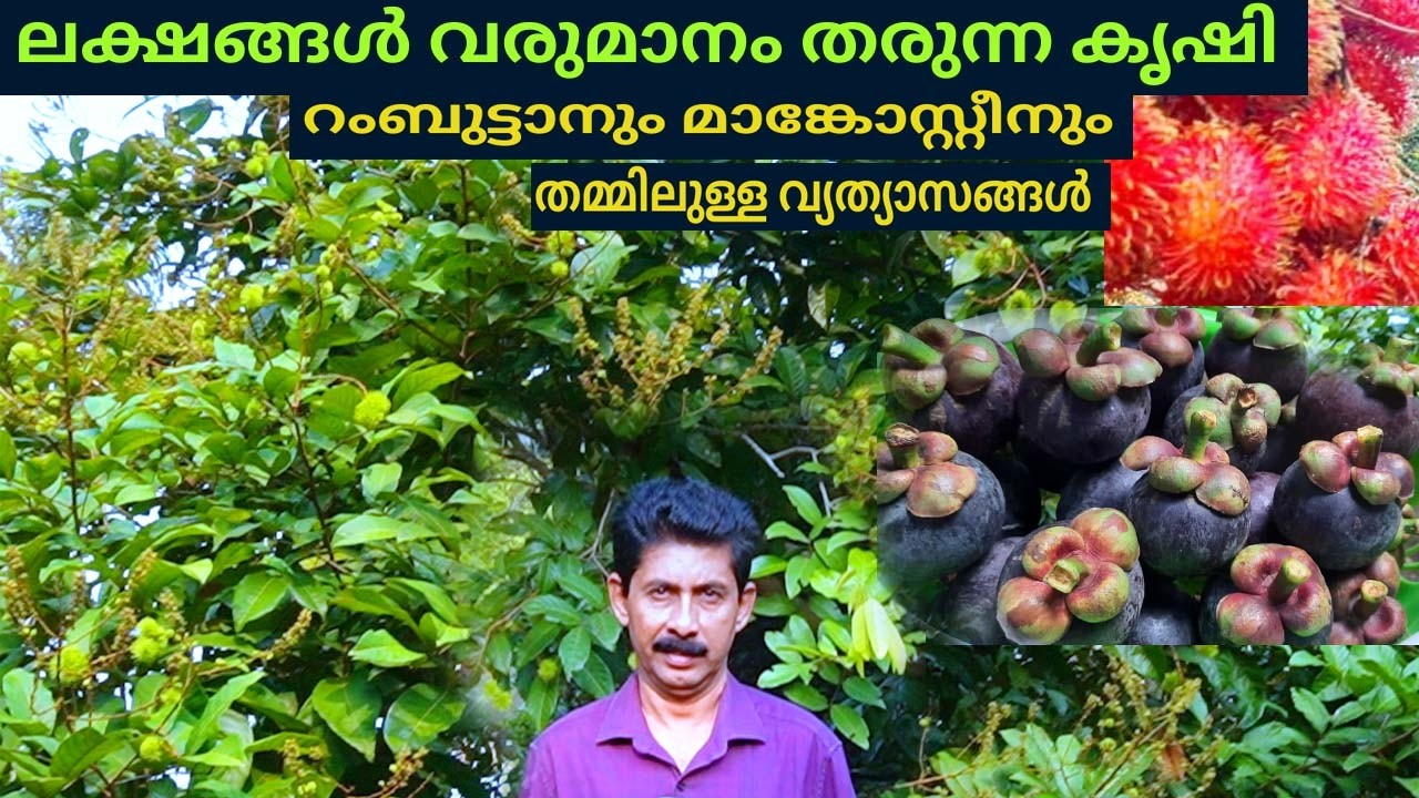 റംബുട്ടാൻ vs മാങ്കോസ്റ്റീൻഏതാണ് കൂടുതൽ ലാഭകരം  Rambutan vs Mangosteen Farming Kerala