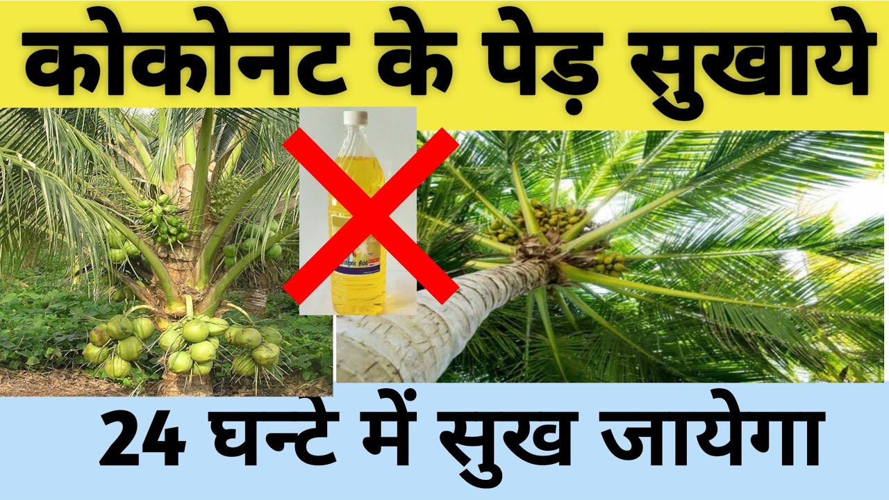 कोकोनट के बड़े पेड़ को सुखाये | Big coconut tree kill | how to kill coconut tree| ped ko kaise sukhaye