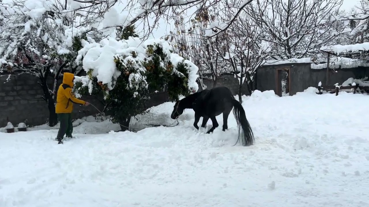 Max the horse loves snow. #horseadventure #happyhorse