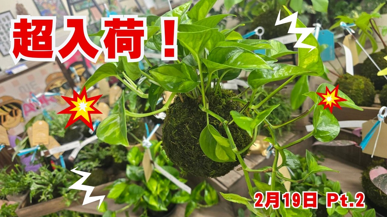【2月19日】ライブ配信　後半
