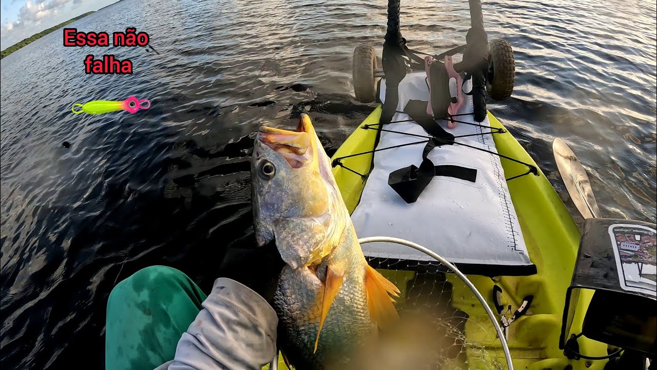 Pesca no Mangue, Robalo e Pescada Amarela.