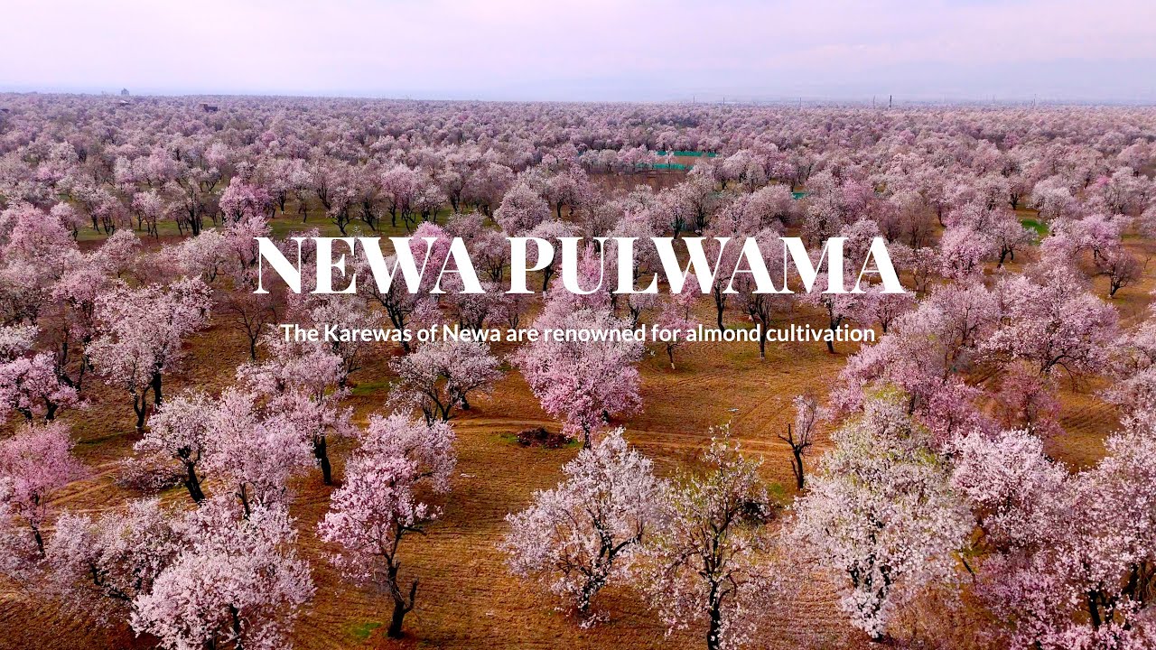 Newa, Pulwama: The Soul of Kashmir’s Blooming Beauty 🔥