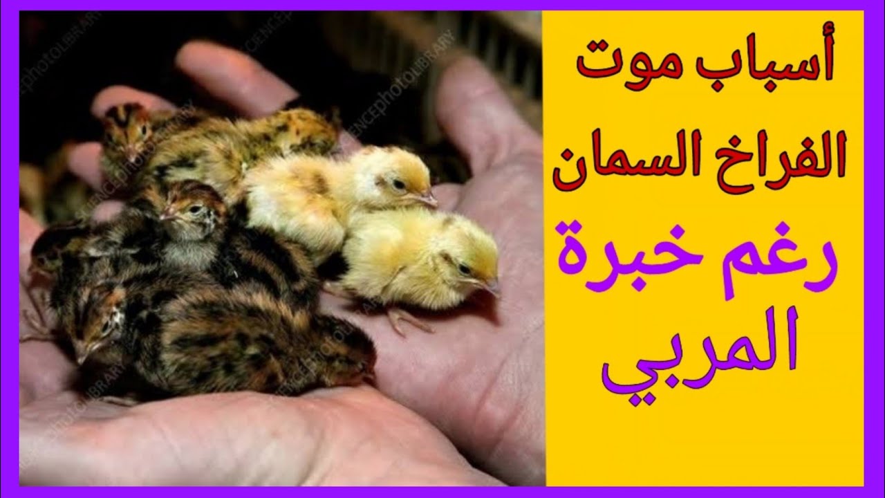 أسباب موت الفراخ عند طائر السمان؟