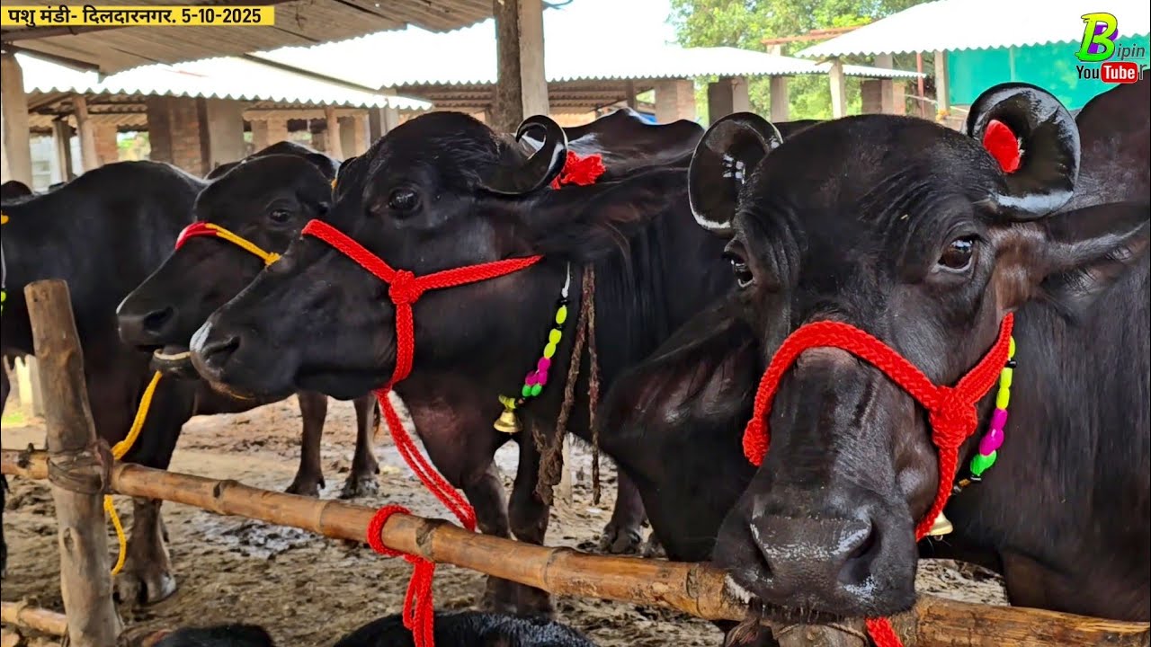 सूझबूझ से भैंस खरीदने वाले को भैंस यहा सस्ता मिल रही है | Dildarnagar Pashu Mandi 2025 | Bhains