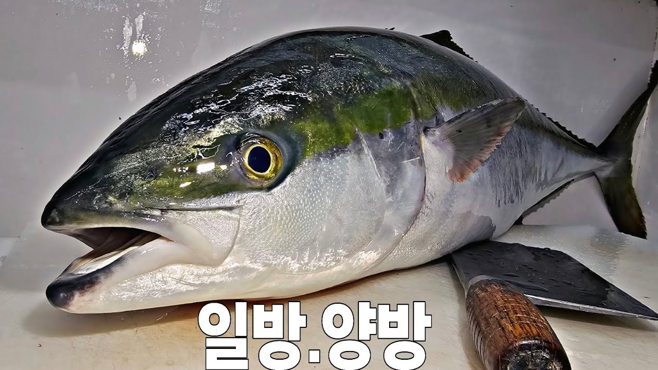 사이즈 작아도  기름지고 고소한 방어회 /방어 위찜  머리 특수부위 #생선손질 
