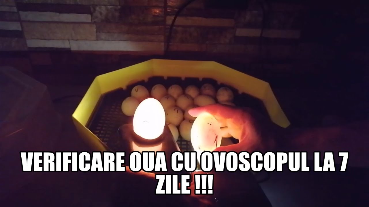 VERIFICARE OUA CU OVOSCOPUL LA 7 ZILE DE LA INCUBARE !!!#egg