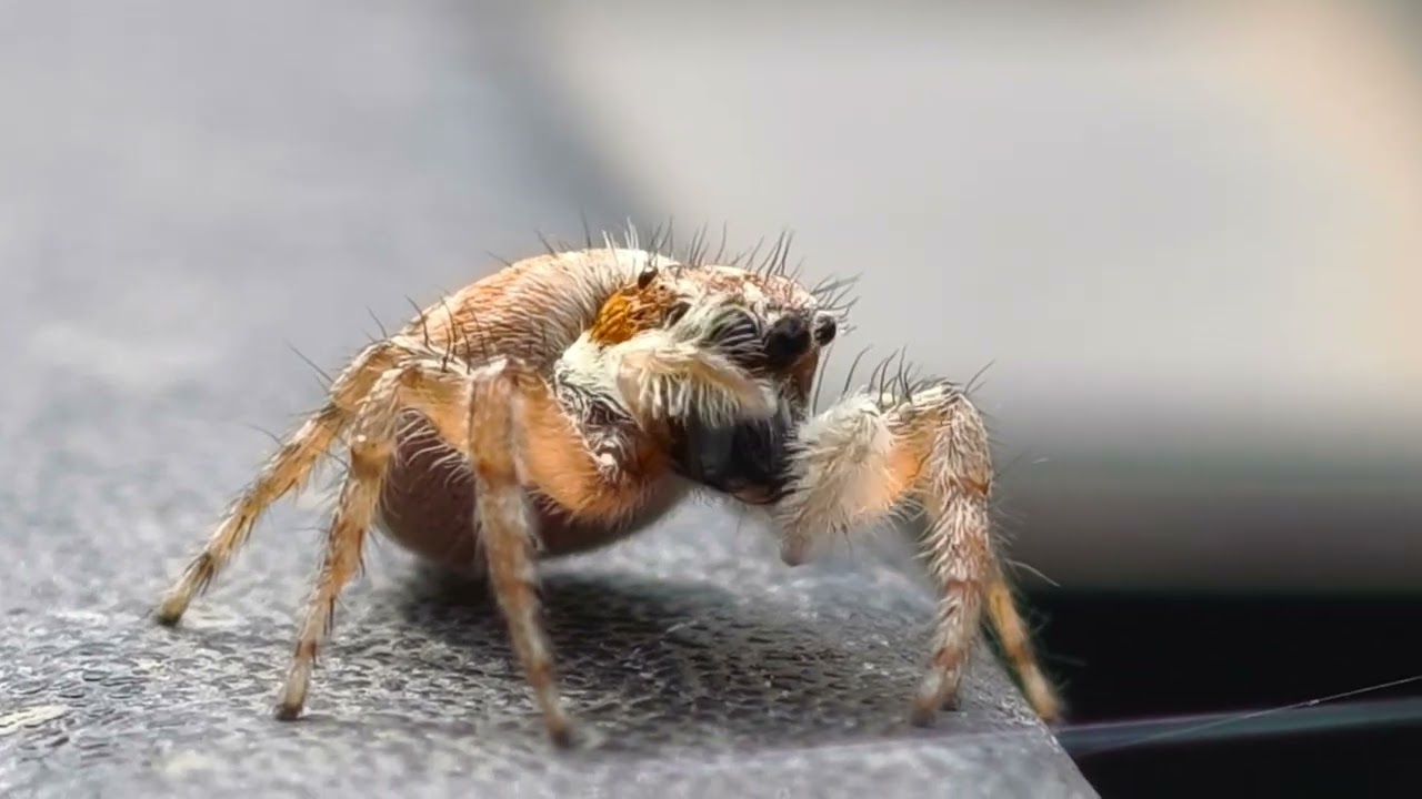 Araña Saltarina Acicalándose
