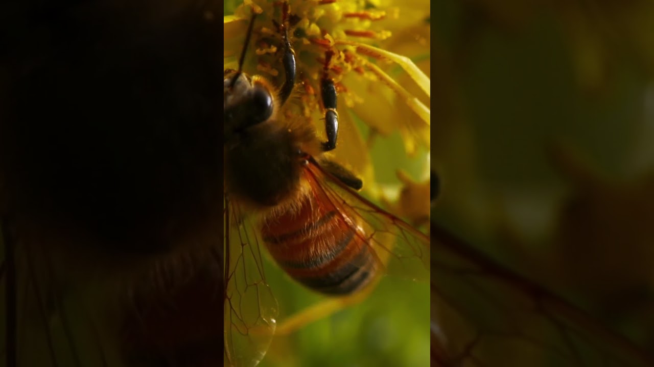 Пауки-крабы не используют паутину для ловли добычи. #природа#крабпаук #паук #охота