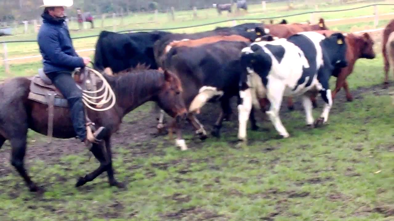 Oliver Kraft mit Higgens in den Rinder ohne Kopfst&uuml;ck1