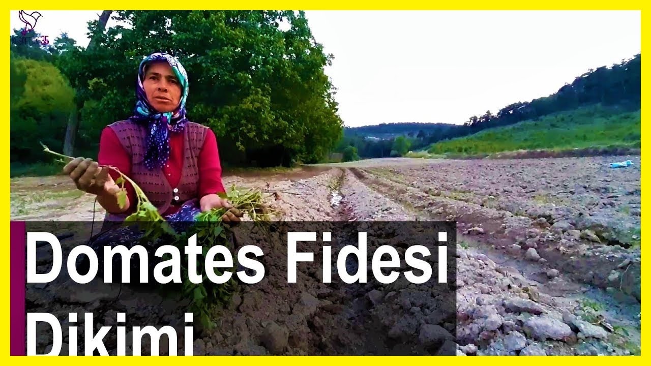 DOMATES FİDESİ NASIL DİKİLİR? | DOMATES DİKİMİ | DOMATES FİDESİ EKİMİ