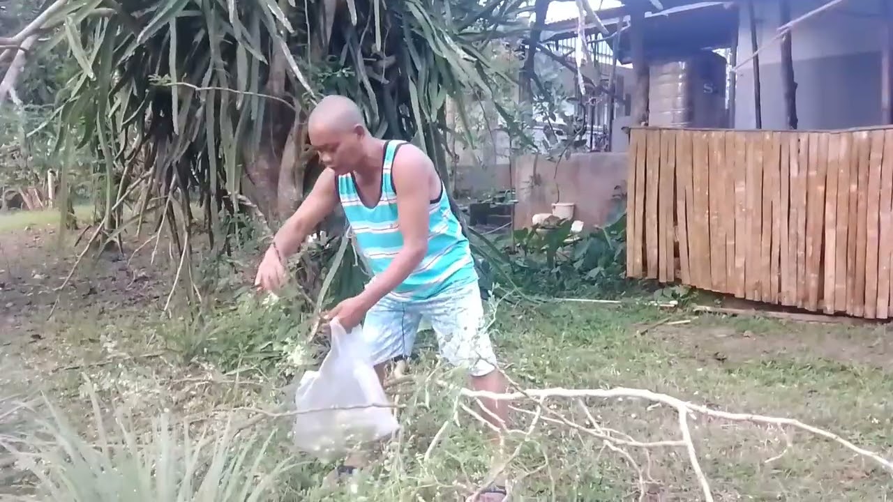 mag harvest tayo guys ng bulaklak ng malonggay ang sarap ito gulayen 