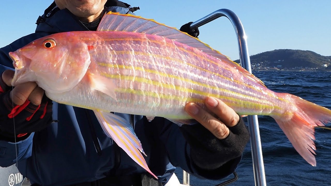 50cmのイトヨリとマハタが釣れました【神奈川県-三浦郡葉山町-葉山港-葉山沖】
