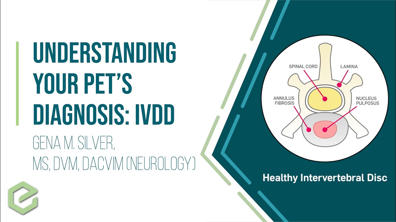 Understanding Your Pet's Diagnosis: Intervertebral Disc Disease (IVDD)