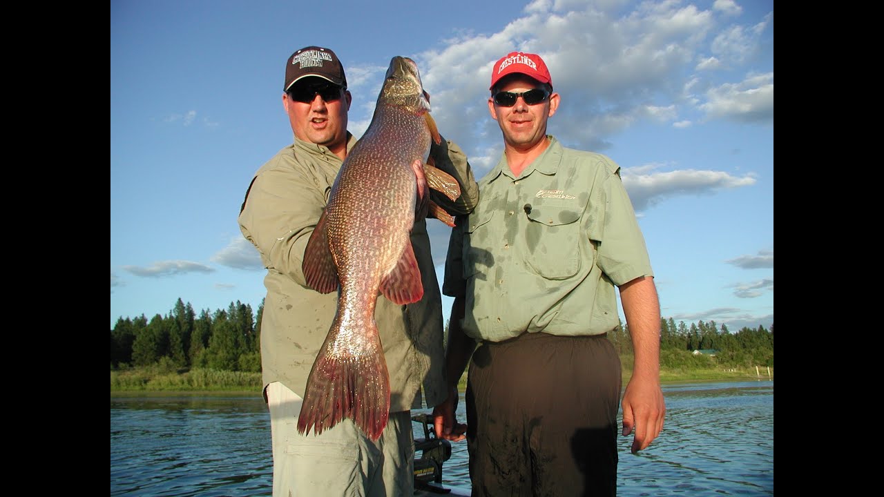 Big Northern Pike in Summer! 