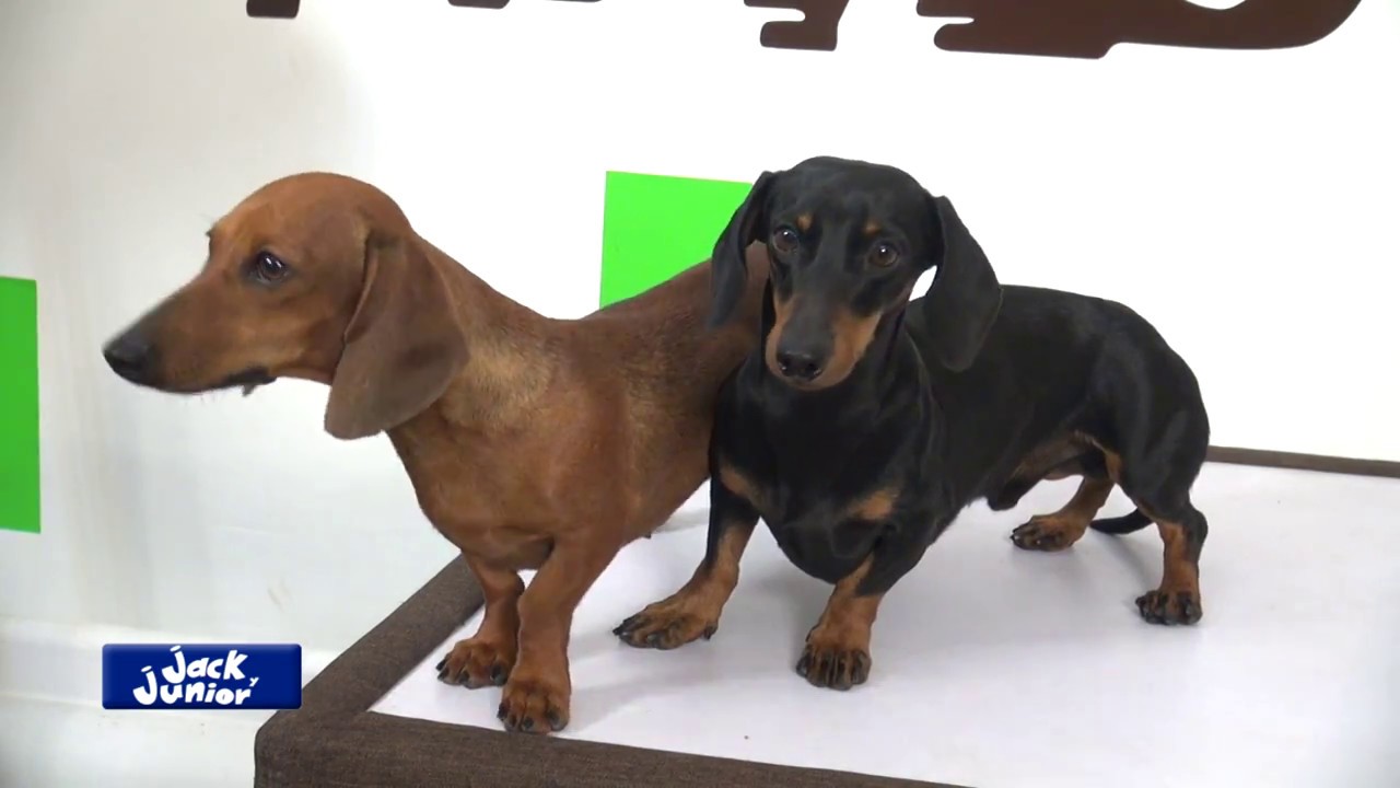 Dachshund