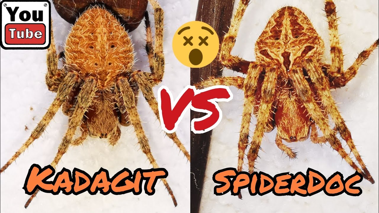 KADAGIT vs SpiderDoc. LOADED Spider Fight. Gagambang Gensan. Friendly Fight. Nameless Load.
