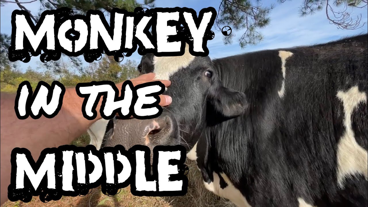 Monkey In The Middle- the search for Moo!