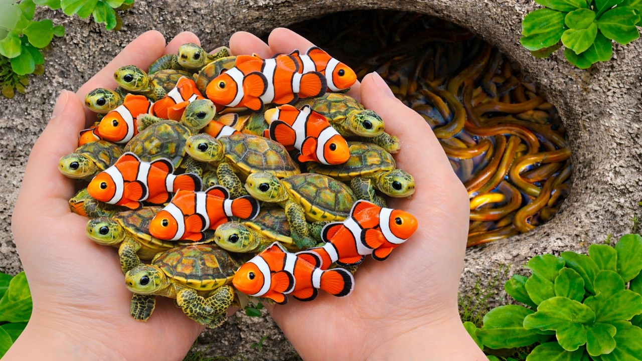 Поймайте маленьких черепашат и рыбок Немо в небольшом пруду 🐢🐠 Горстка крошечных морских обитателей!
