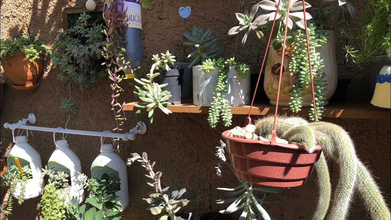 Suculentas que gostam de chuva e de sol + dicas de cultivo