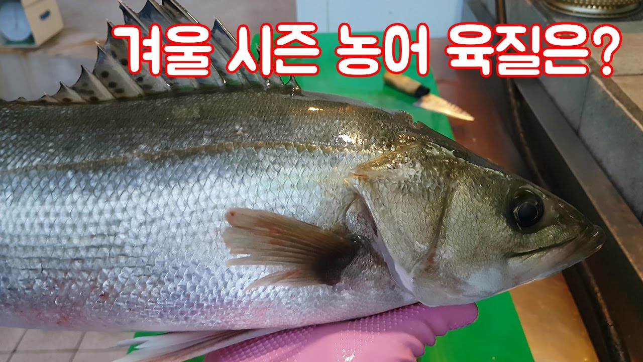 겨울 시즌 농어의 육질은?
