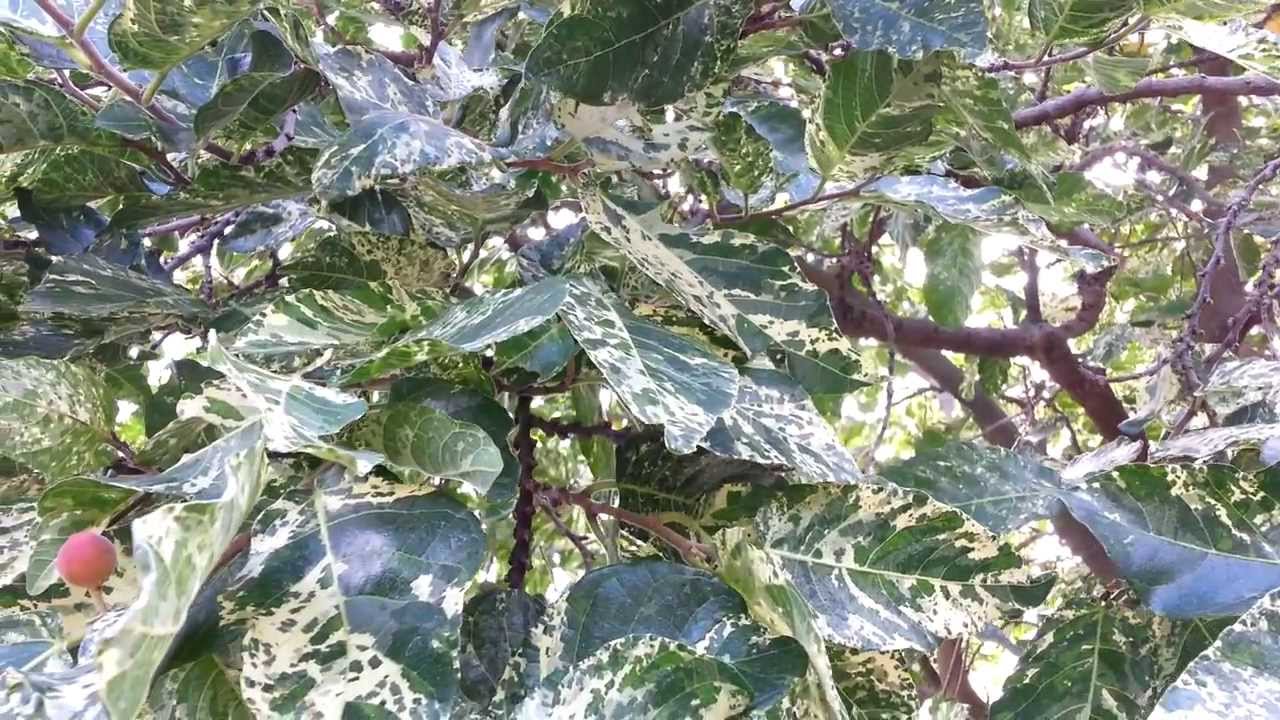 Ficus Aspera cv Parcelli - Mosaic Fig tree - Variegated Ficus - Top 10 Bonsai HD 14