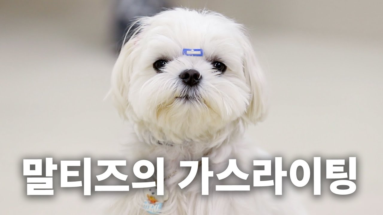 도 견디게 하는 극강의 사랑스러움 🤍 | 견종백과 말티즈편