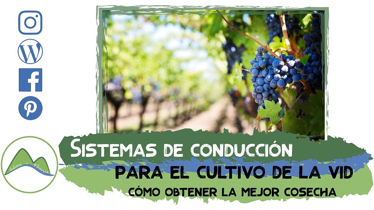 Sistemas de conducción para cultivar la vid con éxito | LdN