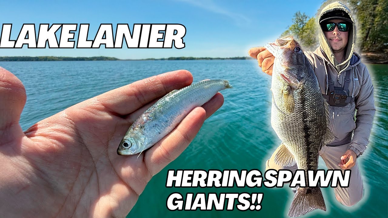 This is the BEST LAKE EVER!! (Lake Lanier GIANT Springtime Bass)