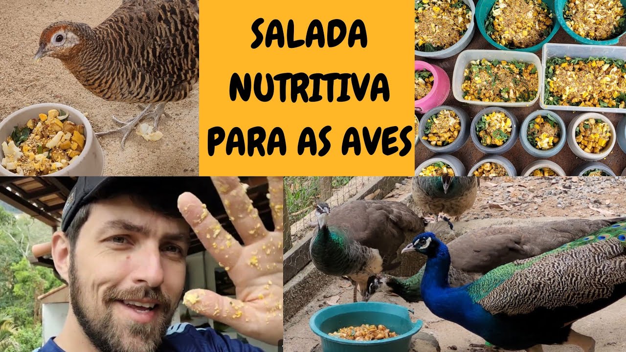 Fornecendo ALIMENTAÇÃO ALTERNATIVA para meus FAISÕES e PAVÕES | Sítio 5 Irmãos 