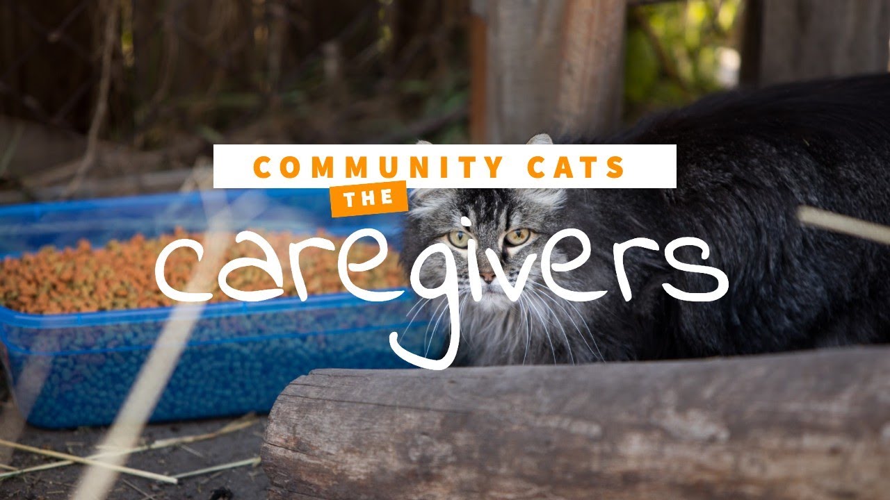 Community Cats: abandoned cats find new home