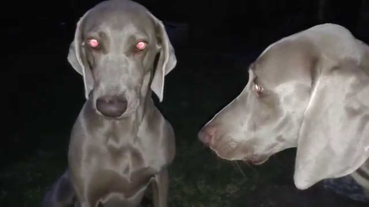 Weimaraners having an argument.