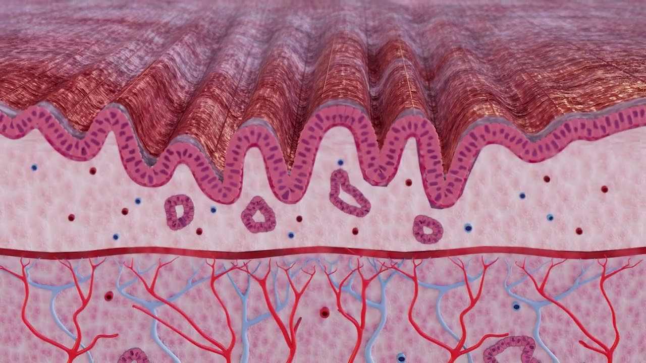 C2 CryoBalloon Ablation System - Product and Technology Overview