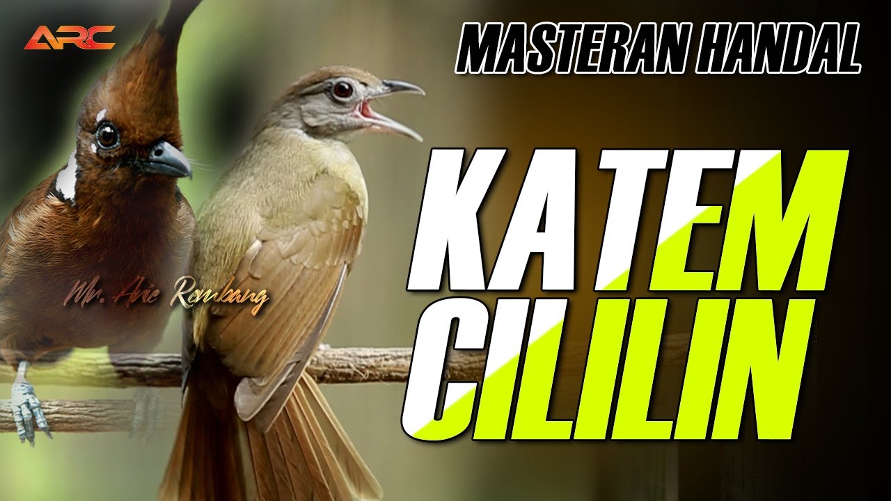 MASTERAN KAPAS TEMBAK VS CILILIN