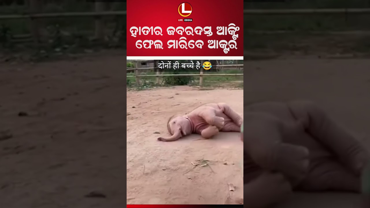 ପିଲାଟି ଖେଳନା ବନ୍ଧୁକରେ ଗୁଳି ମାରିବା ପରେ ତାକୁ ଖୁସି କରିବାକୁ ହାତୀ ଛୁଆ କଲା ମରିବାର ଅଭିନୟ | LIVE ODISHA