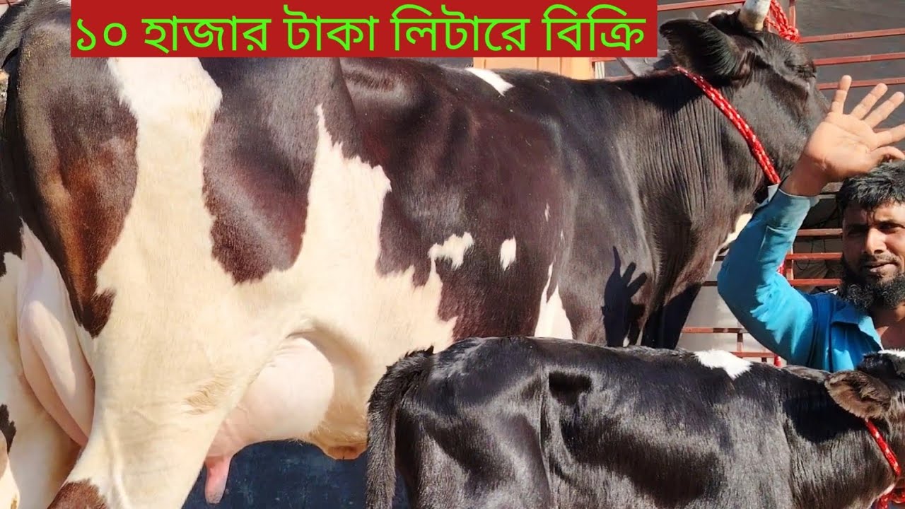 ১০ হাজার টাকা লিটার হিসাব! ১ গাভীতে প্রতিদিন ২৫ লিটার দুধ — পানির দামে বিক্রি!