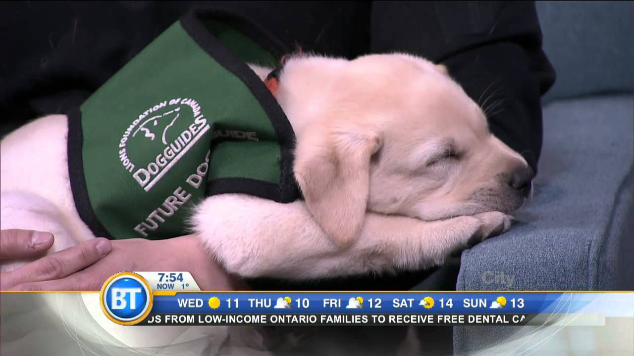 International Guide Dogs Day
