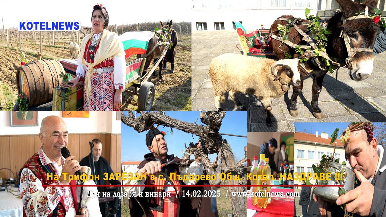 На Трифон ЗАРЕЗАН в с. Пъдарево / ДОБРИ СЕЛИМИНОВСКИ / репортаж 2025 / www.kotelnews.com