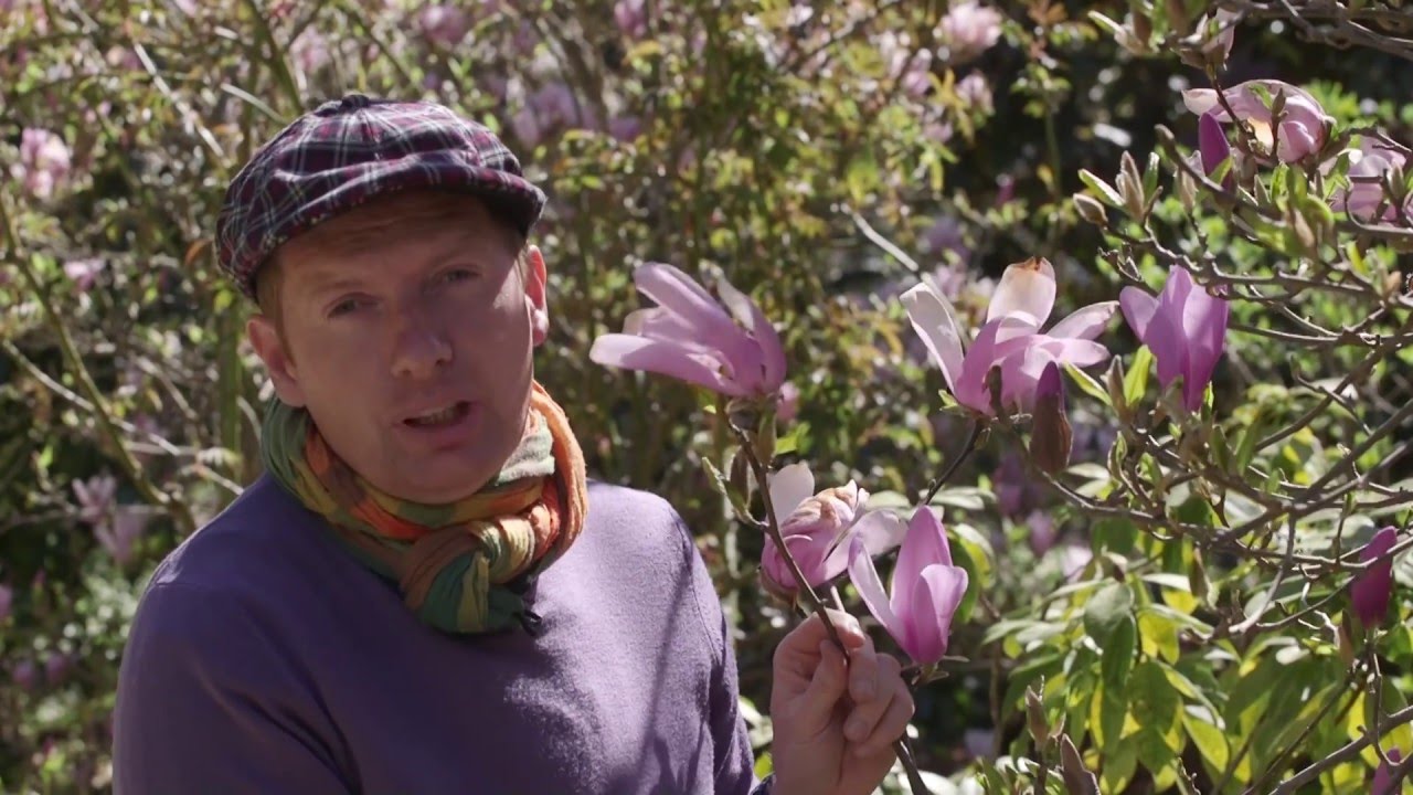 Comment planter un Magnolia ?