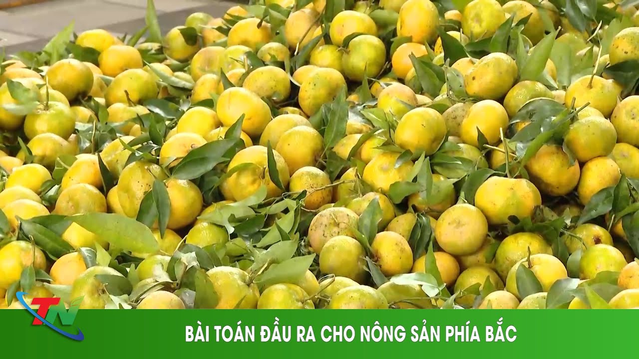 BÀI TOÁN ĐẦU RA CHO NÔNG SẢN PHÍA BẮC