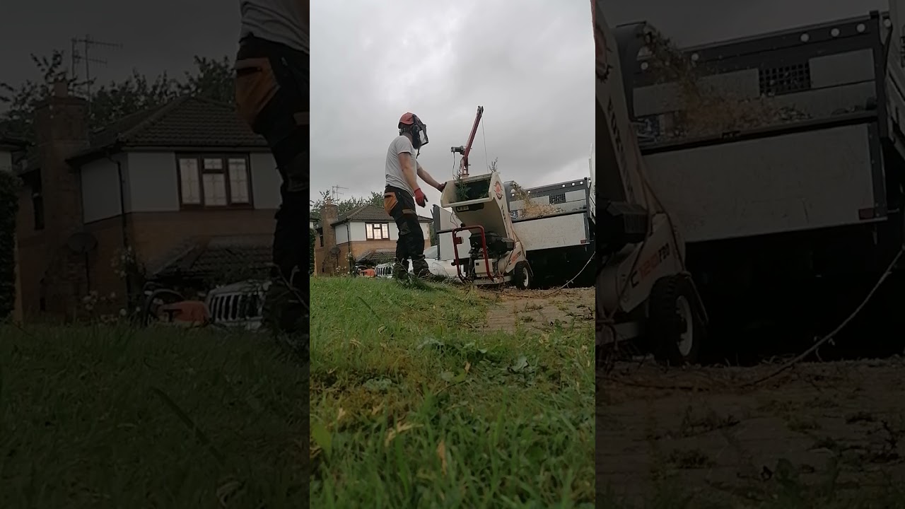 bjrtrees and the fox wood chipper