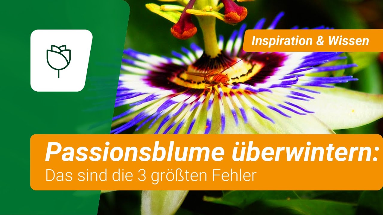 ❌ 3 gro&szlig;e Fehler: Passionsblume &uuml;berwintern