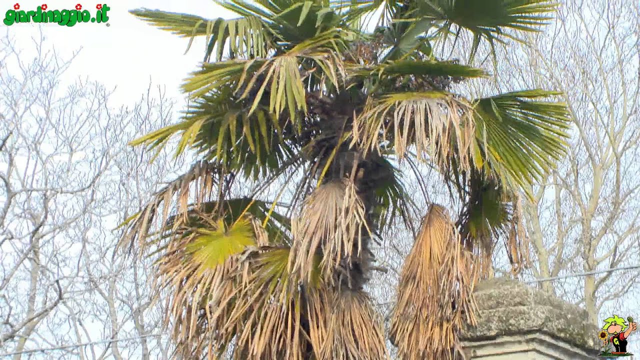 Palma