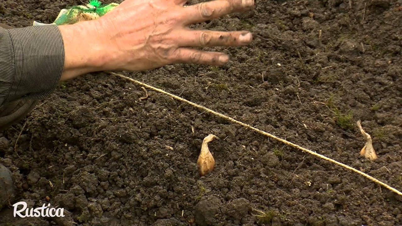 La culture sur butte de l'&eacute;chalote