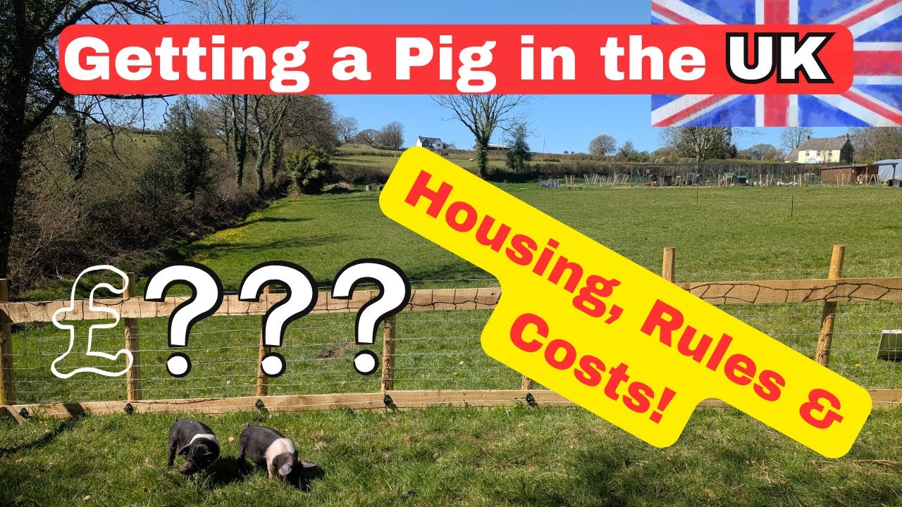How to Get a Pig in the UK And What It Really Costs