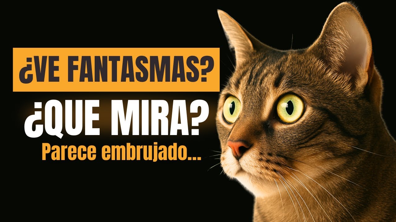 El MISTERIO detrás de esos ojos hipnotizados| Encantadora de Gatos
