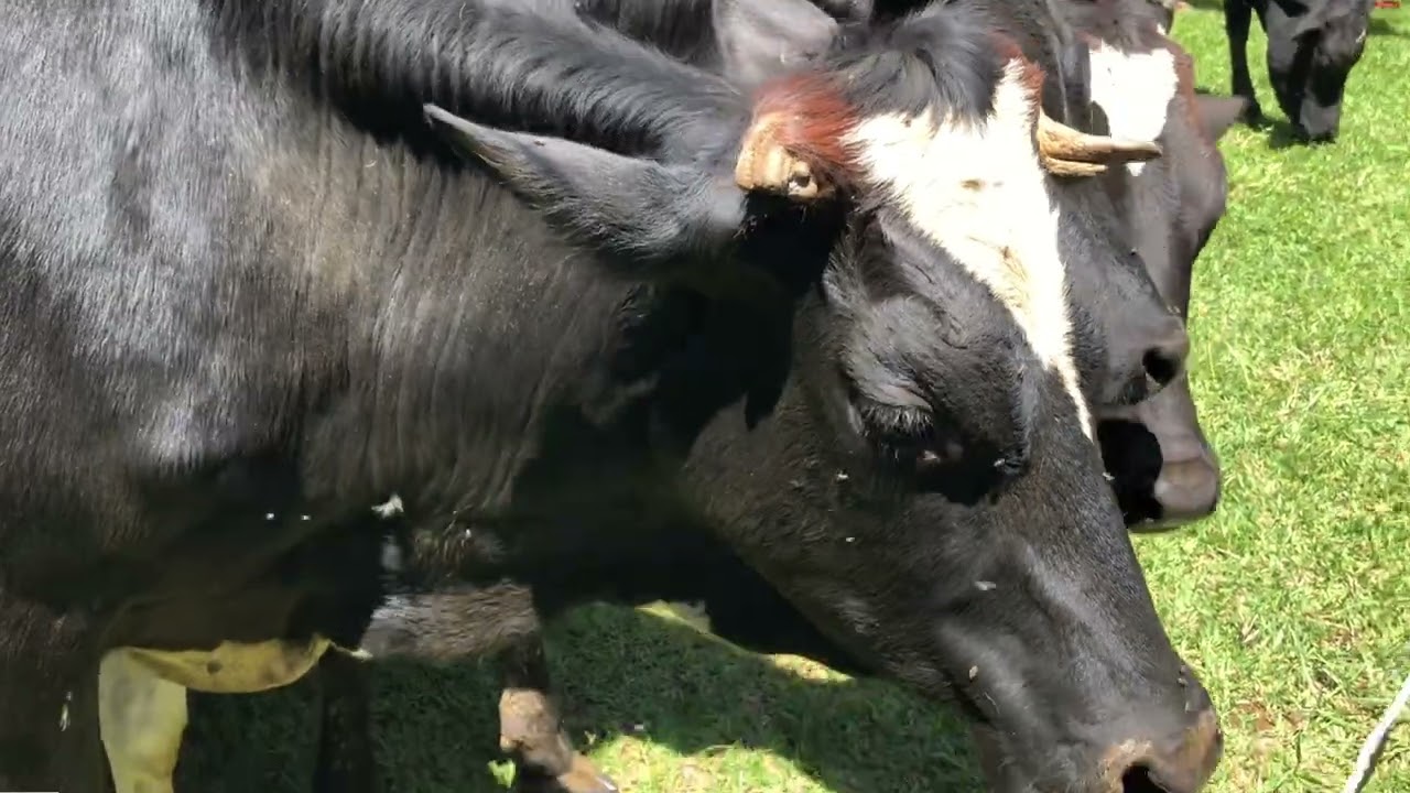 Gahunda ya Girinka muri Gisagara yabaye imbarutso y'iterambere