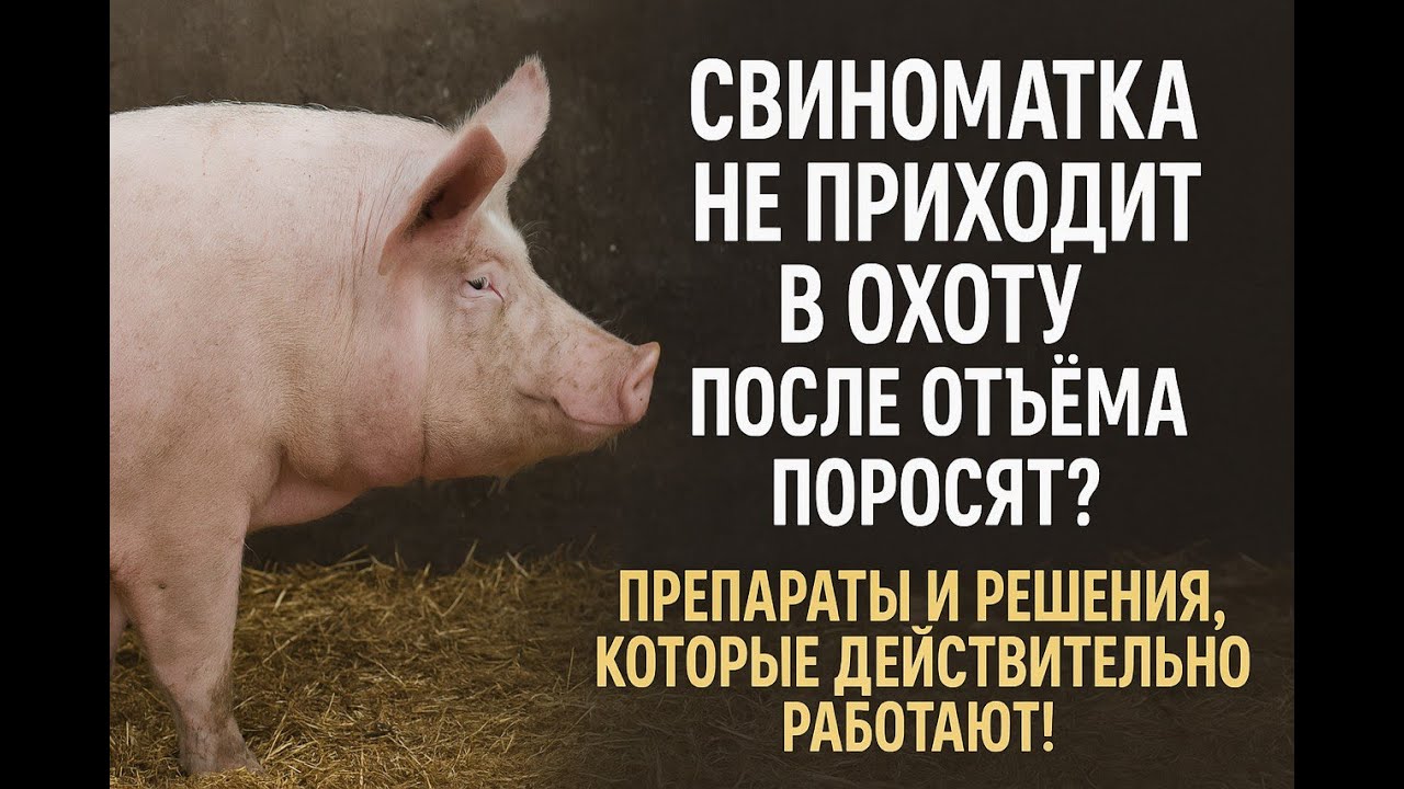 Что делать, чтобы свиноматка приходила в охоту сразу после отъема поросят, как избежать этих проблем