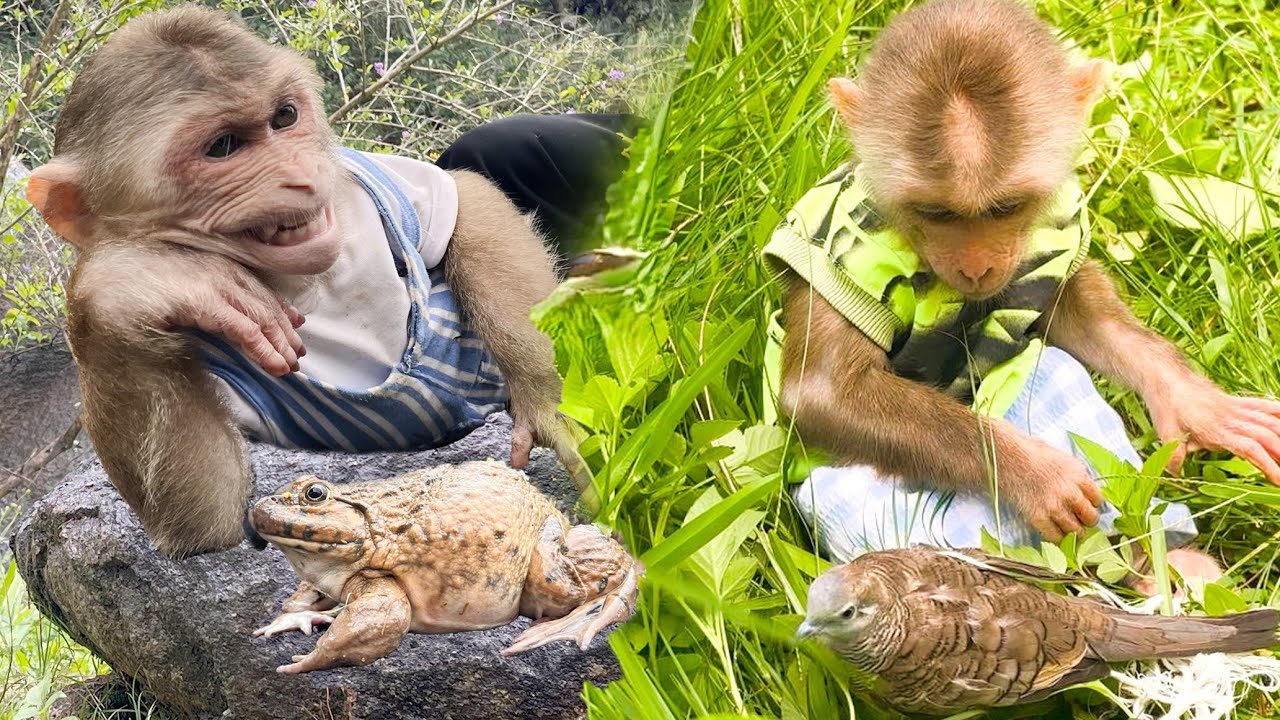 Animals have feelings too! Smart monkey Max and animal rescue adventures